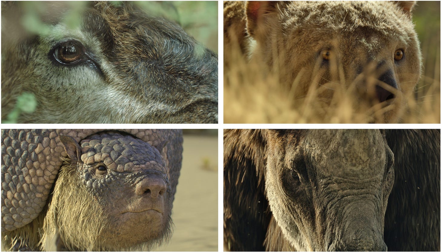 Close-ups of Megaloceros, Thylacoleo, Glyptotherium, and Elasmotherium from the show.