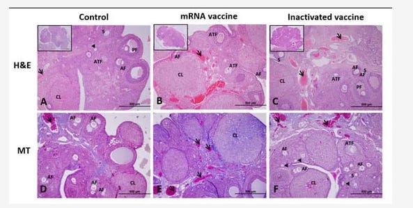 Dr. Yeadon: 'This Study in Rats is Devastating...It Strikes Me as Satanic.' 