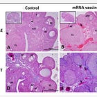 Dr. Yeadon: 'This Study in Rats is Devastating...It Strikes Me as Satanic.'