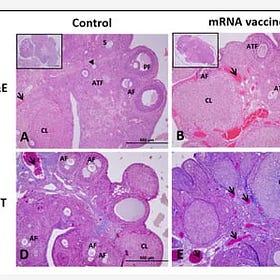 Dr. Yeadon: 'This Study in Rats is Devastating...It Strikes Me as Satanic.' 