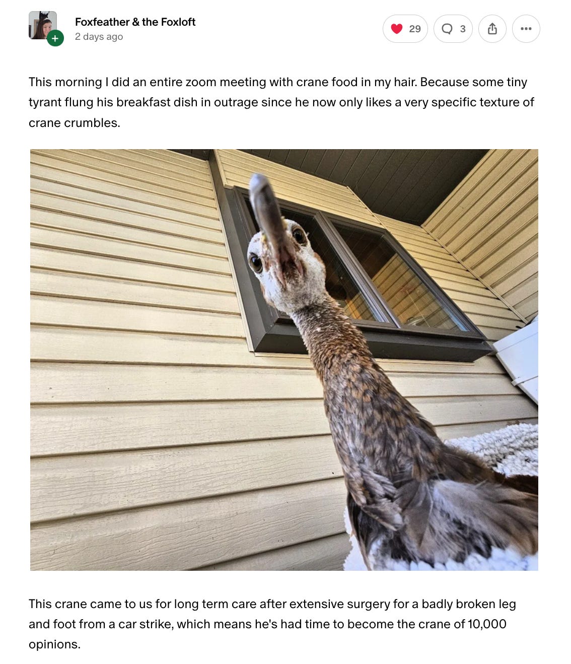 Screenshot of Patreon post by Foxfeather & the Foxloft: This morning I did an entire Zoom meeting with crane food in my hair. Because some tiny tyrant flung his breakfast dish in outrage since he now only likes a very specific texture of crane crumbles. With an image of said crane shot from below, revealing their disapproving gaze. Screenshot of Patreon post by Foxfeather & the Foxloft: This morning I did an entire Zoom meeting with crane food in my hair. Because some tiny tyrant flung his breakfast dish in outrage since he now only likes a very specific texture of crane crumbles. With an image of said crane shot from below, revealing their disapproving gaze.