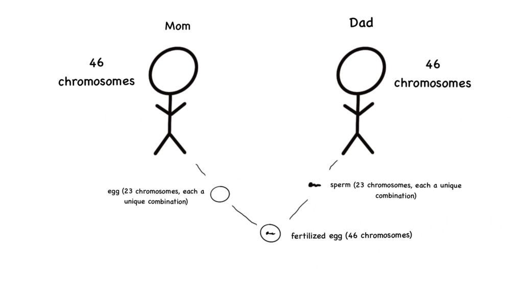 Drawing of human reproduction