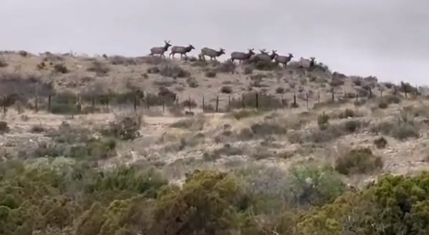 The area the men were attempting to cross is extremely remote (with little shade or water), as this recent landscape photo by Terrell County Sheriff Thaddeus Cleveland shows: a herd of bull elk occupies the ridgeline above. 