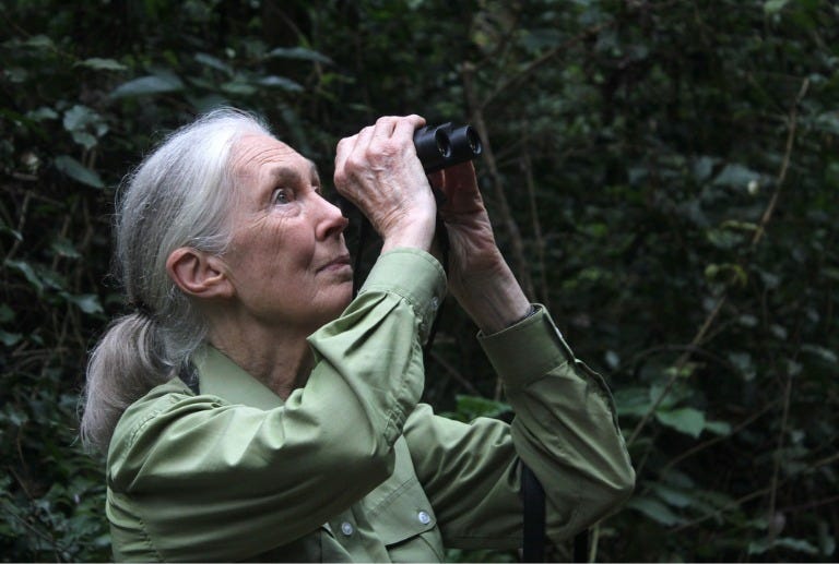 An older woman with silver hair tied back in a ponytail stands in a dense forest, wearing a green field shirt and holding binoculars up to her eyes. She gazes upward with calm focus, surrounded by dark green foliage and filtered natural light, embodying patience and quiet observation in nature.