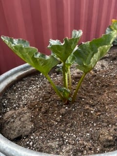 Rhubarb growing in a trough and Lettuce growing in a plant pot