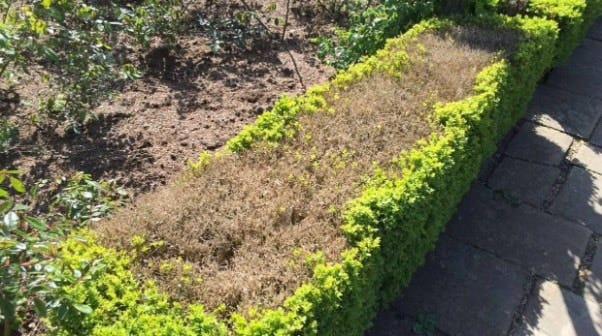 Dealing with Box Blight - Box Hedge Blight - Hopes Grove Nurseries