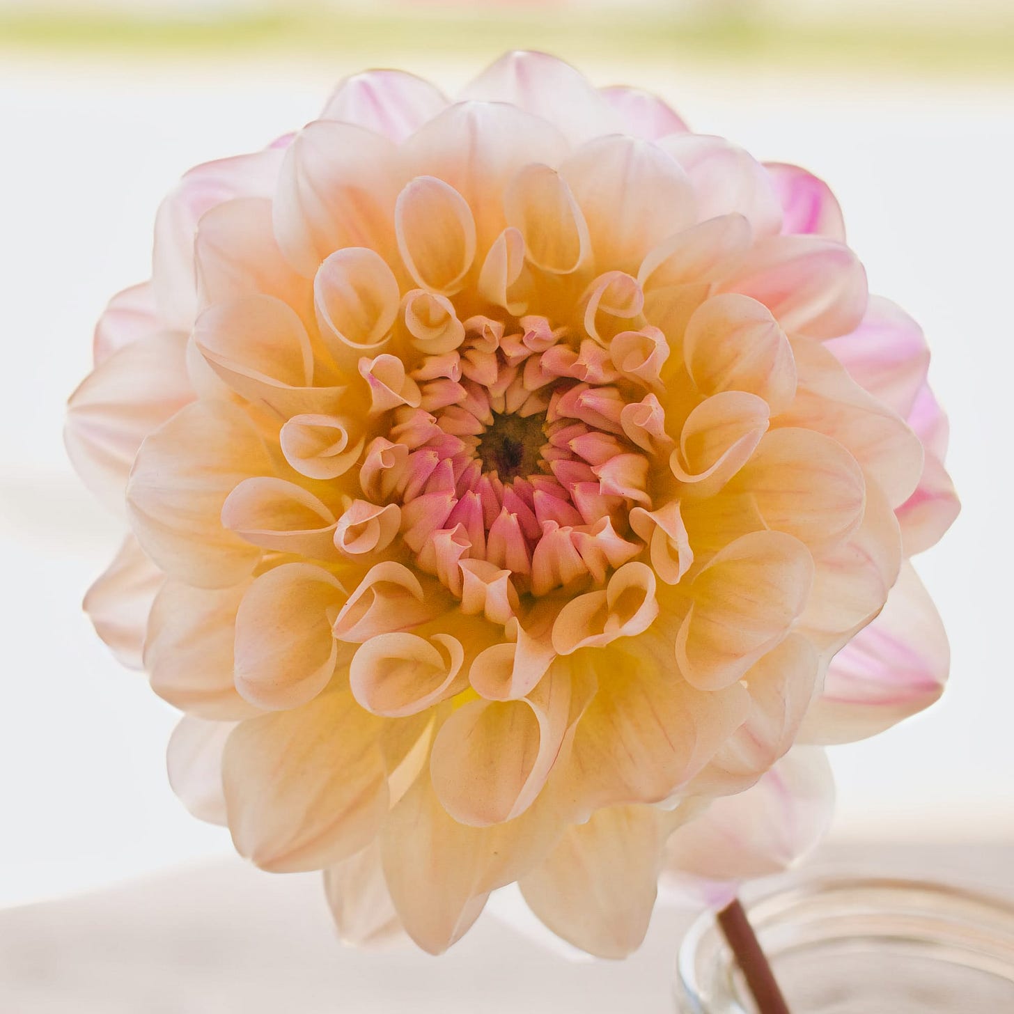 high key photo of a dahlia