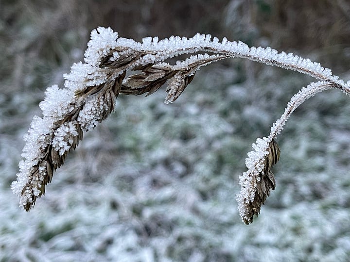 Frost covered grass and corncokle