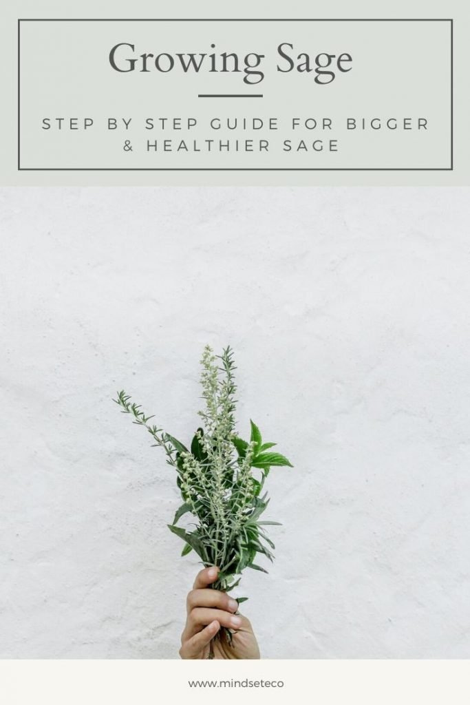 GROWING SAGE GROWING SAGE