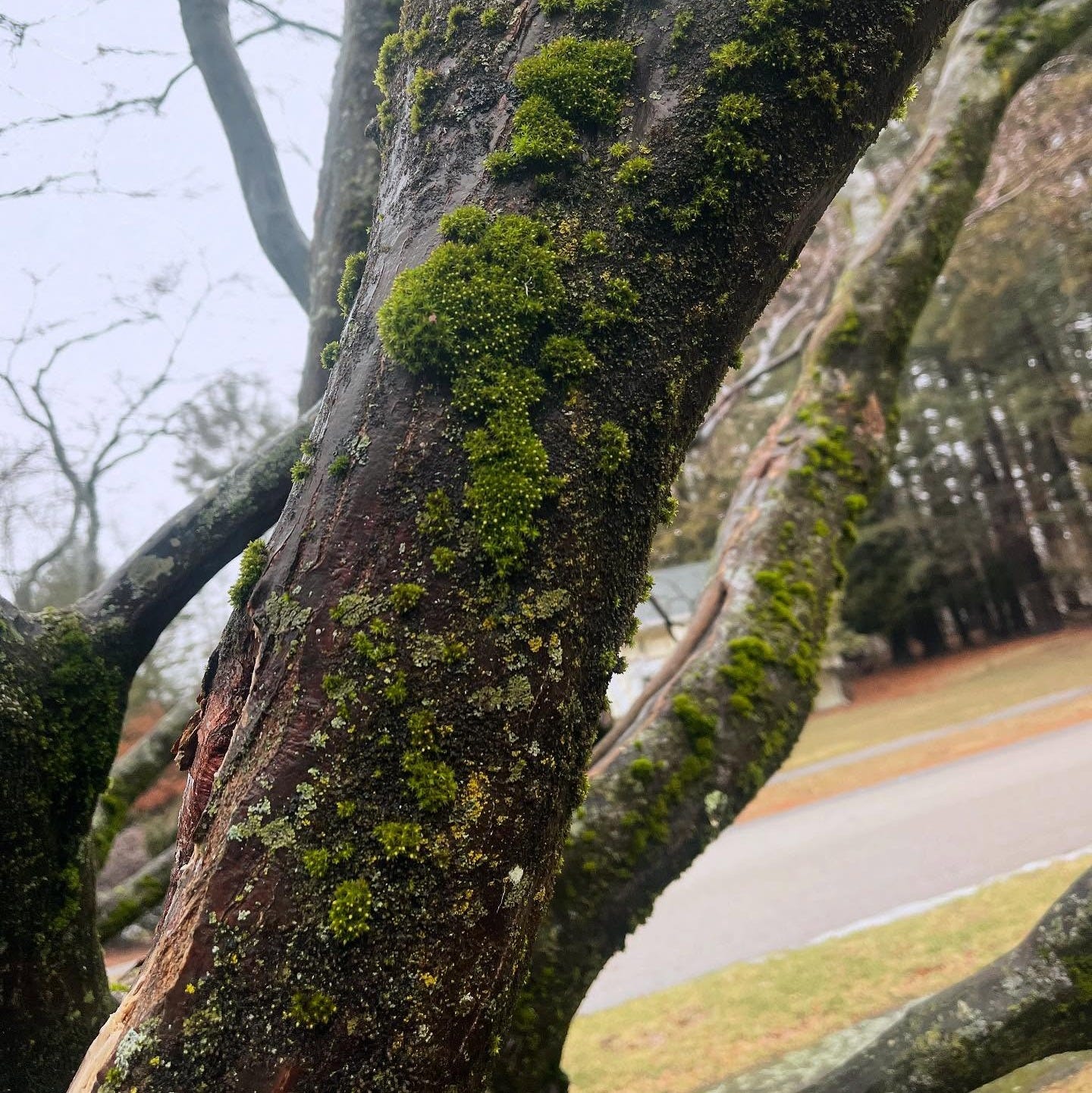 May be an image of tree and text