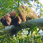 The 2019 Madagascar Diaries Series