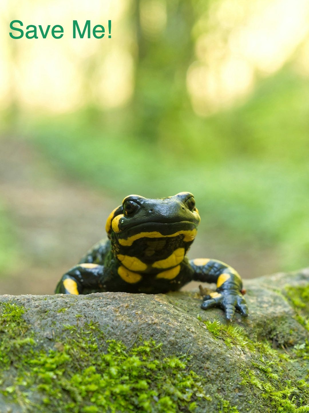 a yellow and black frog sitting on a rock a yellow and black frog sitting on a rock