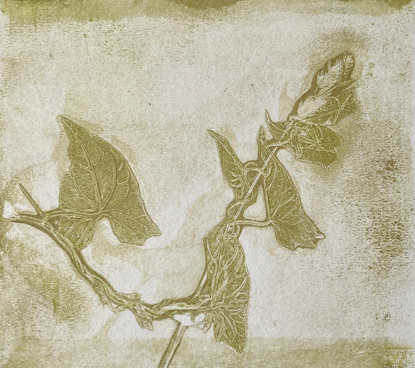 Monoprint of hedge bindweed