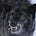 blackshewolf's avatar
