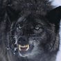 blackshewolf's avatar