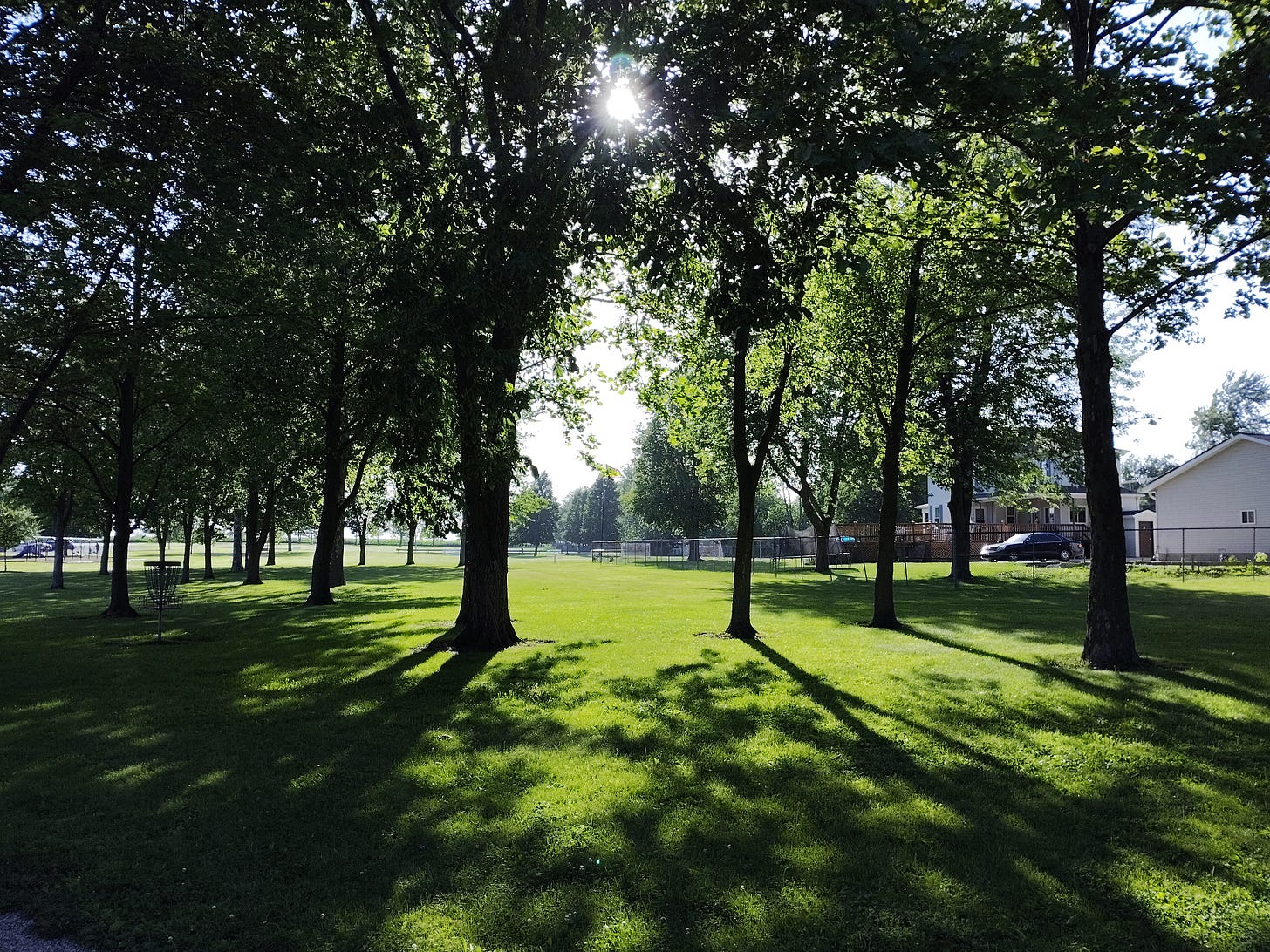 trees in a park in summer trees in a park in summer