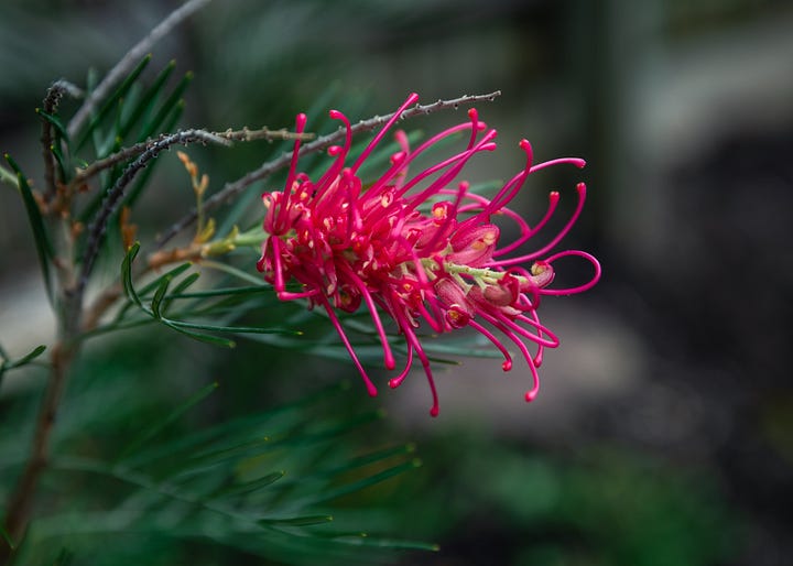 Australian native garden