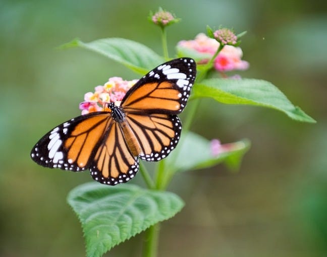 butterfly perched on flower