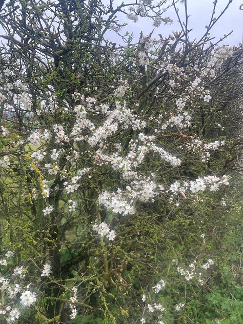 white blossom on tree; yellow flowers nestled in long grass with trees behind; close-up of yellow flowers and green leaves