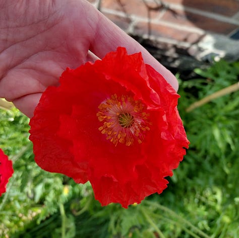 Bright red poppies growing in my garden, one is red with dark spots at the base of the petals and dark green stamen, the other has white spots at the base of the petals and golden yellow stamen. So different!
