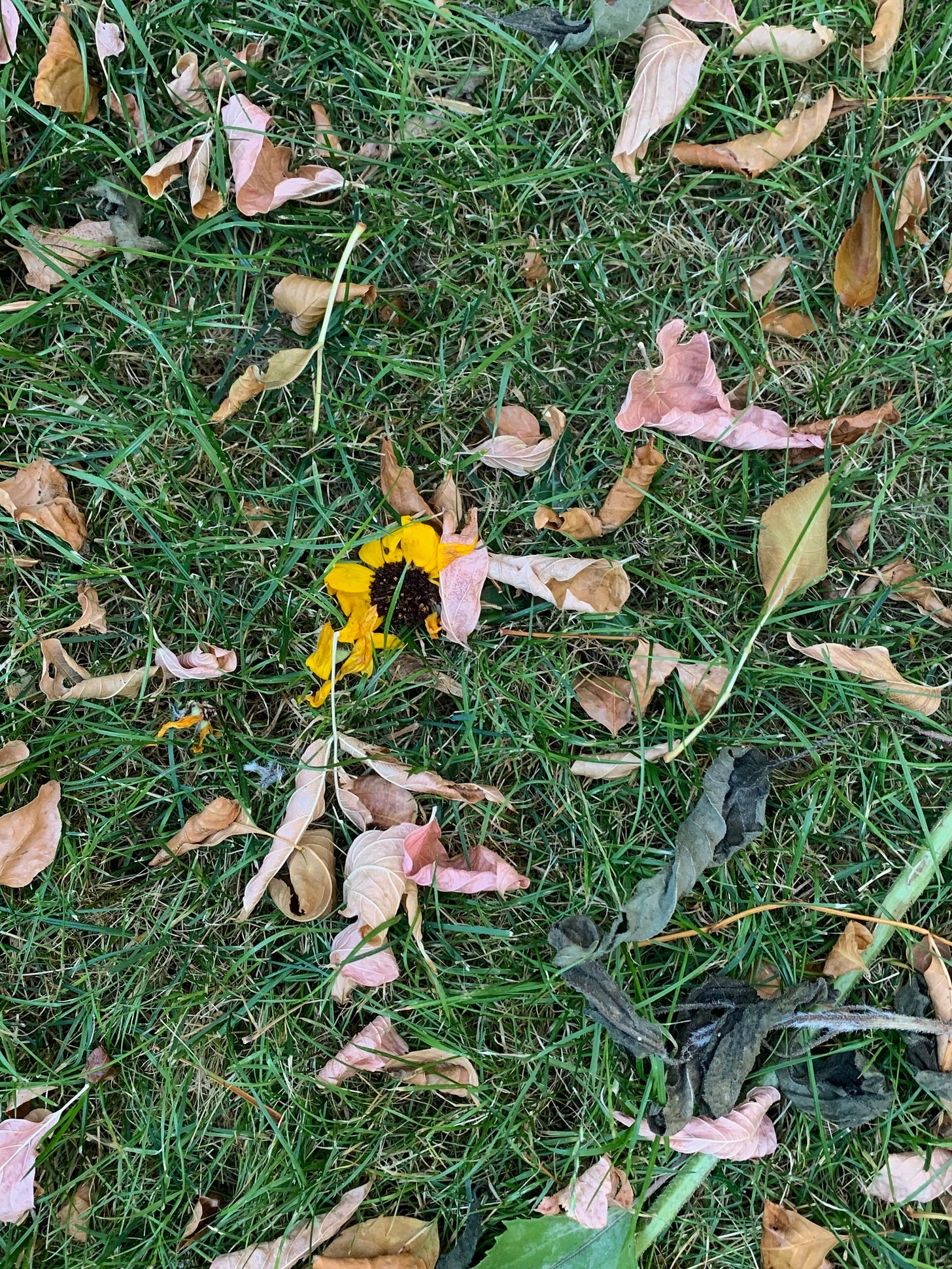 a rumpled sunflower lying in the grass