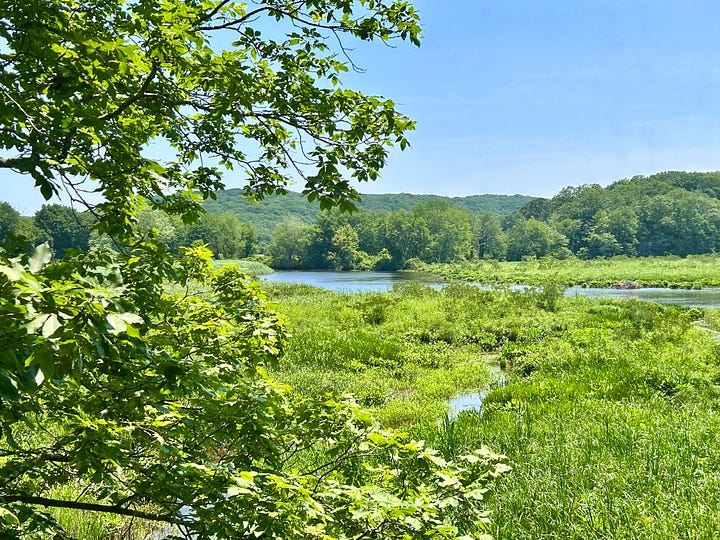 grass, trees, water, hills
