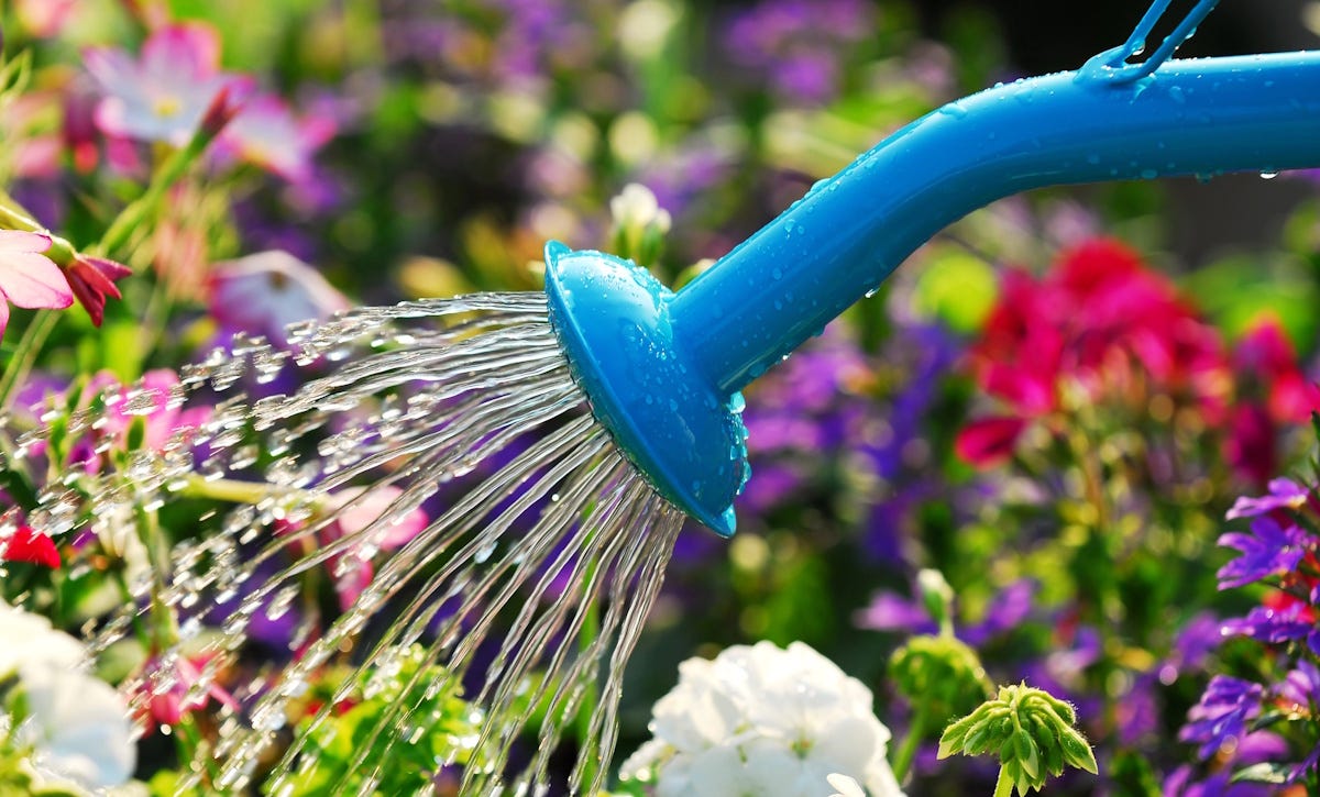 Close-up side view of blue watering can releasing water on colourful flowers