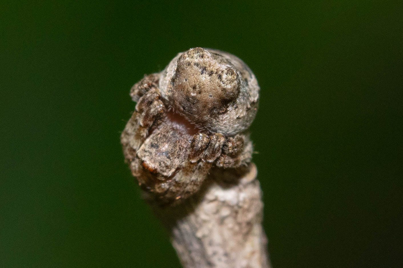 A somewhat fuzzy light brown spider curled up on a light brown stick. The spider almost looks like a bump on the stick but for its fuzzy body and eight legs.