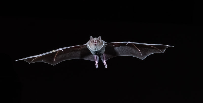 20210915-Bats-612-Edit.jpg