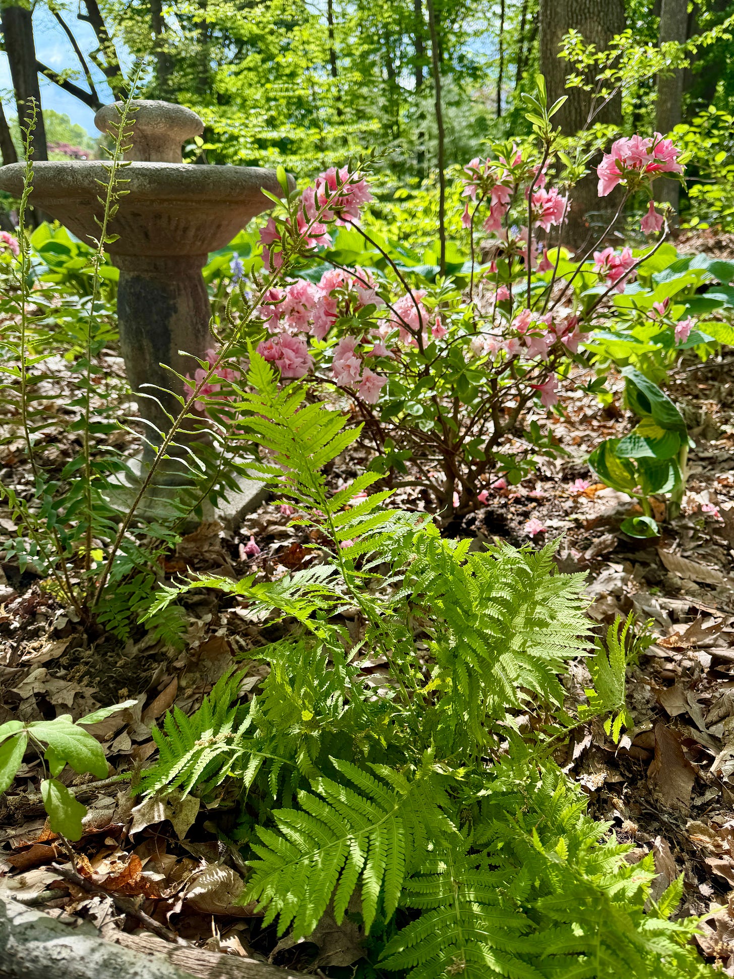 A new little section I planted up with double pink Azalea, Ostrich & Christmas ferns. 