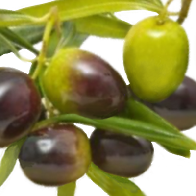 Pass the Olives logo