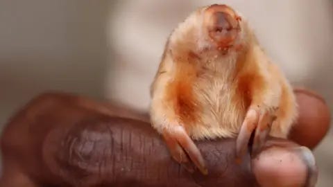 Kanyirninpa Jukurrpa Martu Rangers A marsupial mole