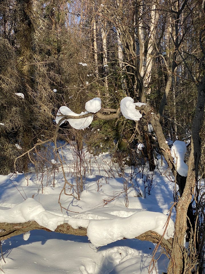 Photos of trees and snow in Connor's Bog after a winter filled with heavy snowfall. Most of the snow has dropped to the ground but snowballs and snow slicks remain perched high in the tree tops or on trunks bent by the snowfall and wind.