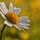 The Way of the Wildflowers