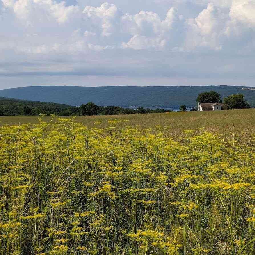 wild parsnip