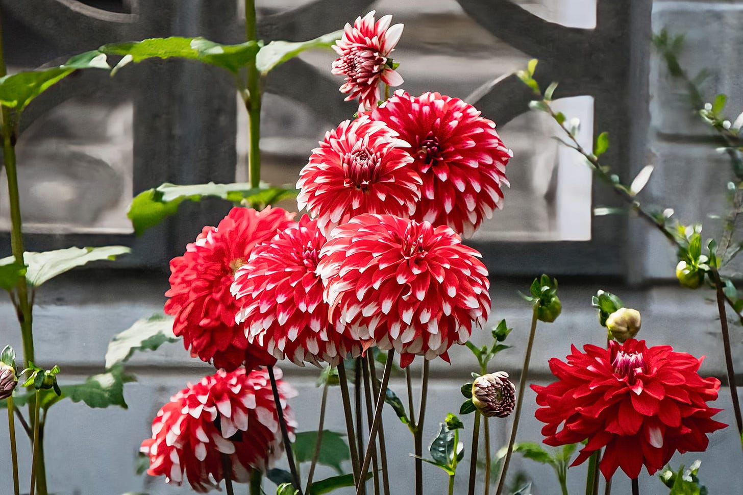dahlias
