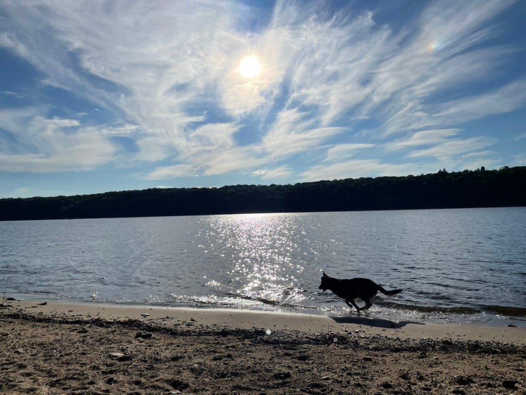 Dog runs along river