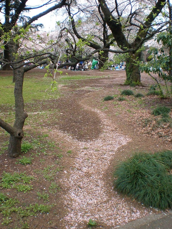 Sakura Petal Path at Shinjuku Gyoen Park Sakura Petal Path at Shinjuku Gyoen Park