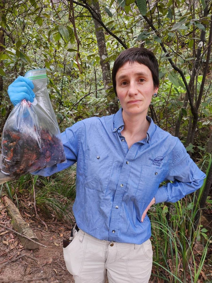 Alice Blackwood collecting crayfish carcasses in Hazelbrook, 2023. Alice Blackwood collecting crayfish carcasses in Hazelbrook, 2023.