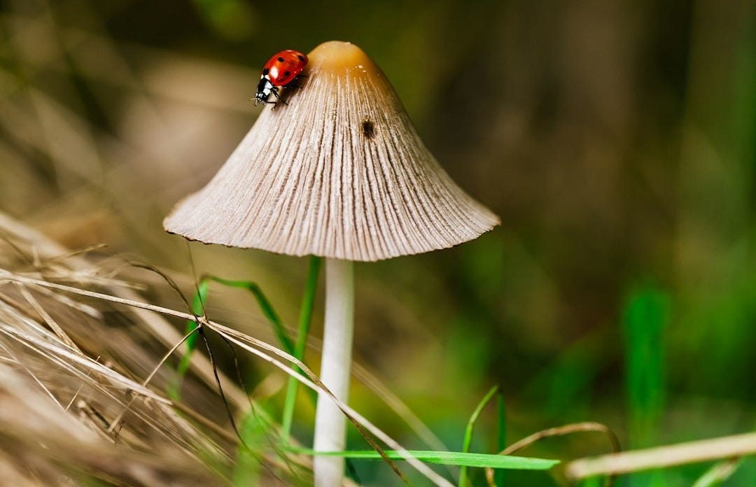 macro photography of bug on the mushroom macro photography of bug on the mushroom