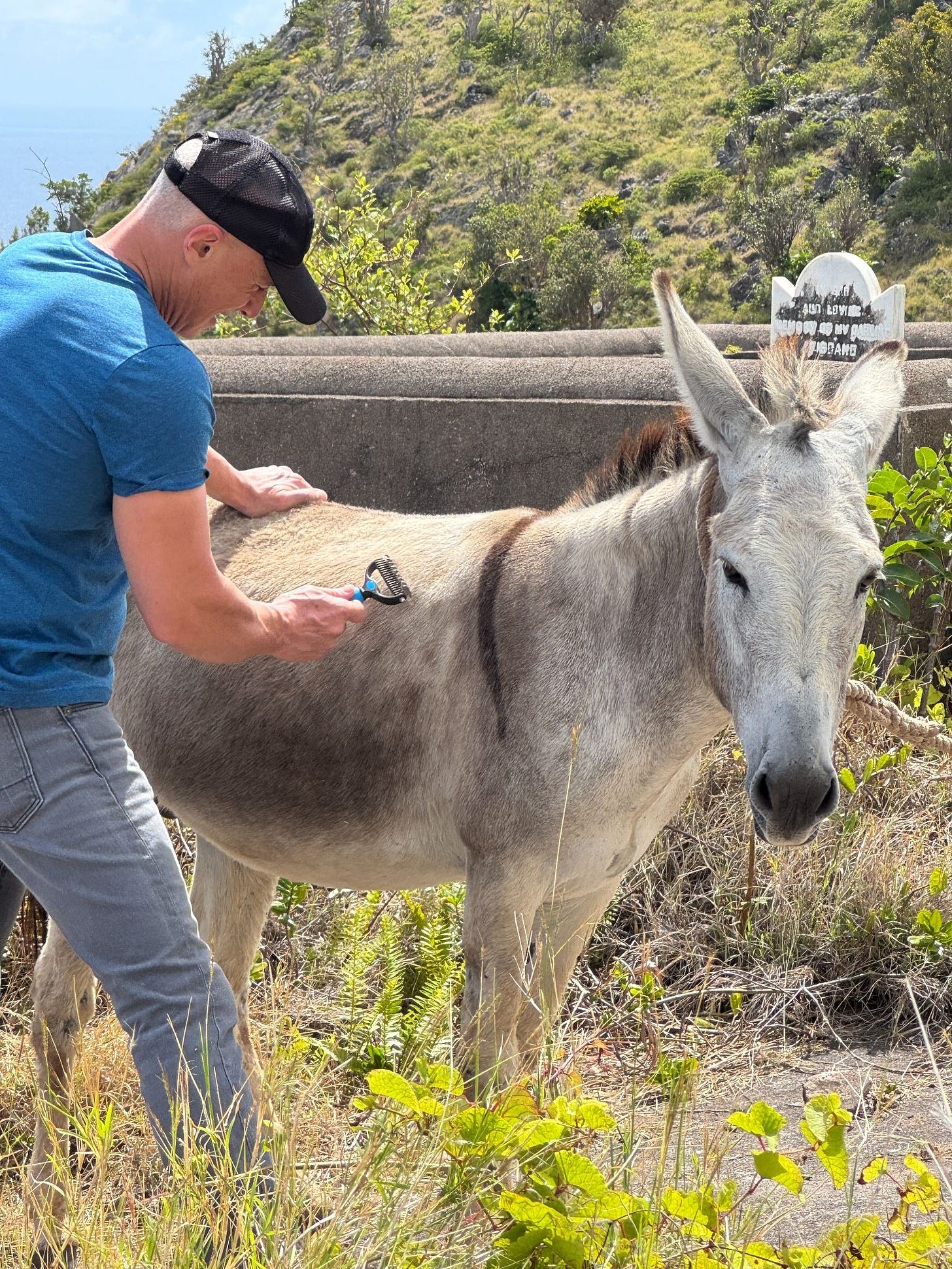 The Frenchman brushing Donkey Donkey