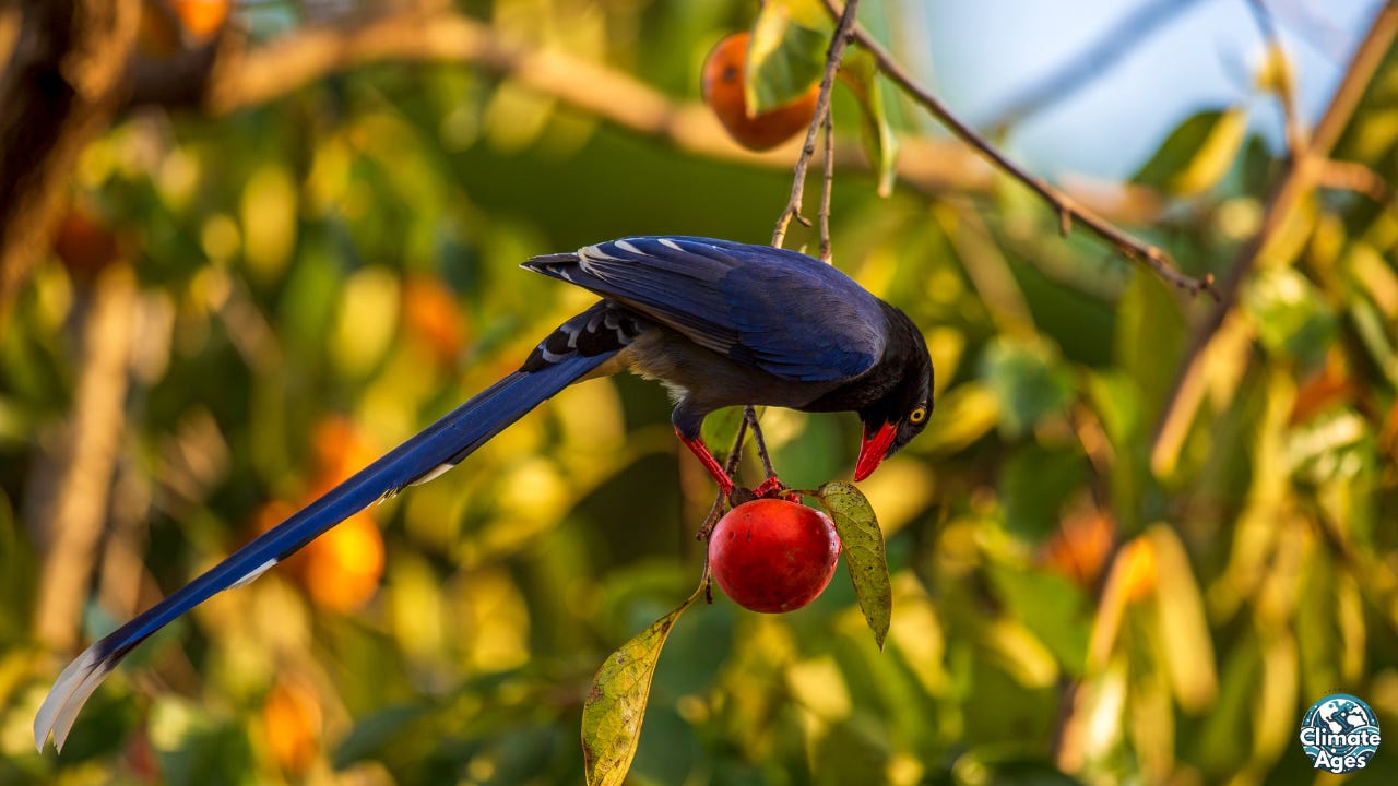 A vibrant blue bird with a long tail perches on a tree branch, pecking at a red fruit. The surrounding foliage is dense and sunlit, with blurred oranges and greens in the background. The image illustrates a natural moment of seed dispersal in action. A vibrant blue bird with a long tail perches on a tree branch, pecking at a red fruit. The surrounding foliage is dense and sunlit, with blurred oranges and greens in the background. The image illustrates a natural moment of seed dispersal in action.