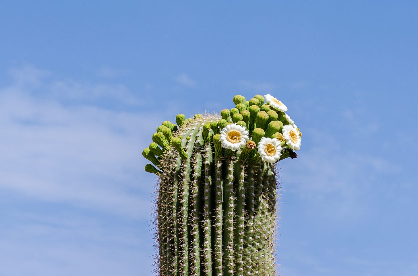 White flowers on top of a saguaro cactus.