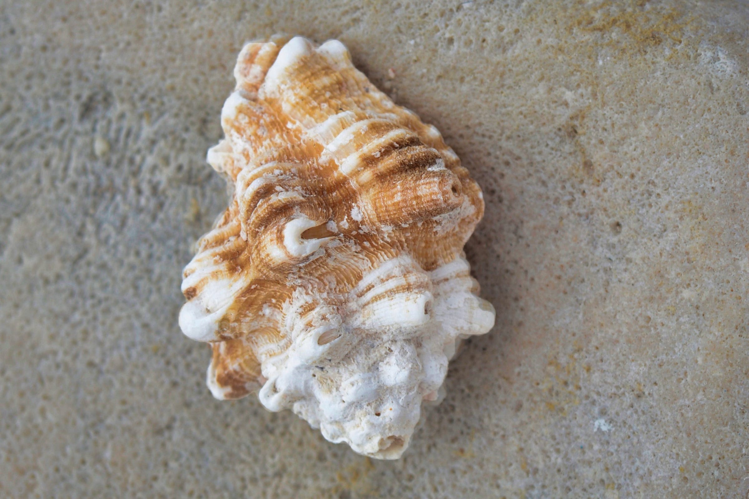 A closeup of a Murex sea shell on a sandy beach