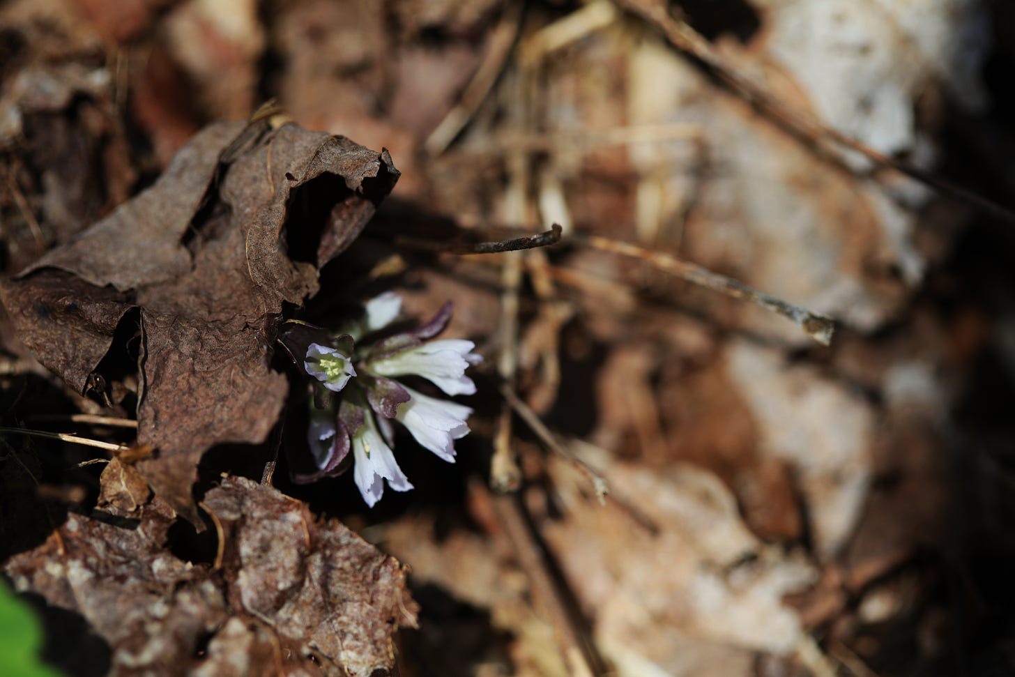 Leaf litter with the top of a plant pushing through, horizontal in the frame. The plant has pale purple-tinted white tubular flowers with dark brown-purple sepal or bracts around the base of each flower