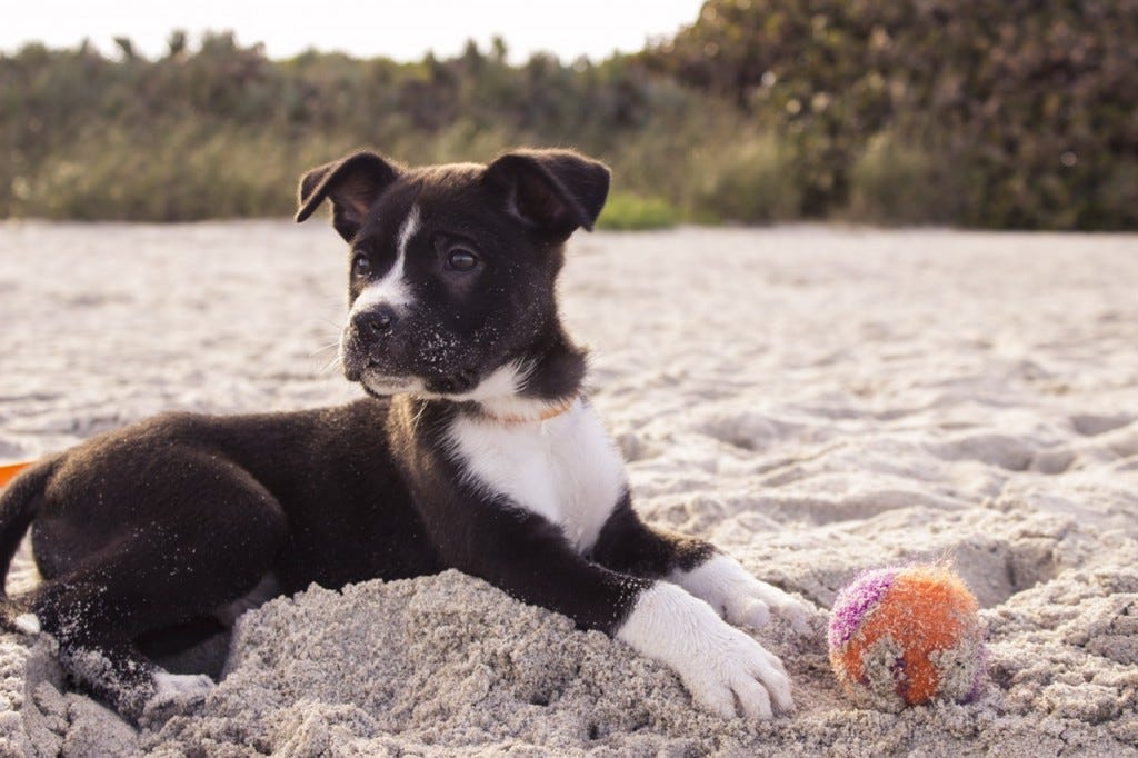 Dog Playing