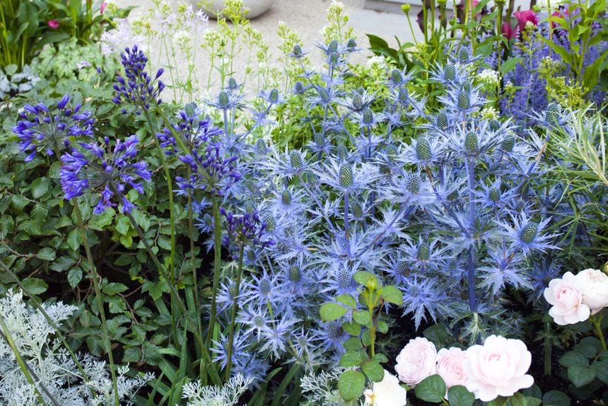 A patio garden border featuring blue flowers.