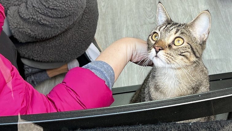 A cat sitting on a person's lap

Description automatically generated with low confidence