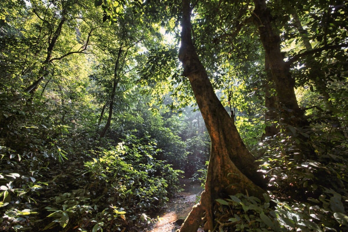 Rainforest in Vietnam. Photo by Rhett Ayers Butler.