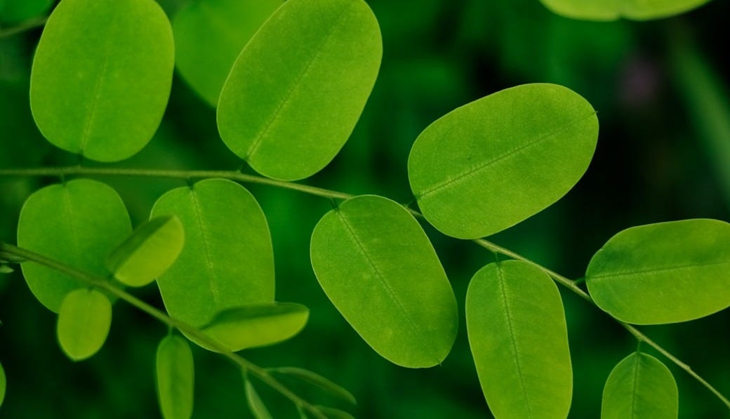 10 Reasons To Take Moringa for Cancer